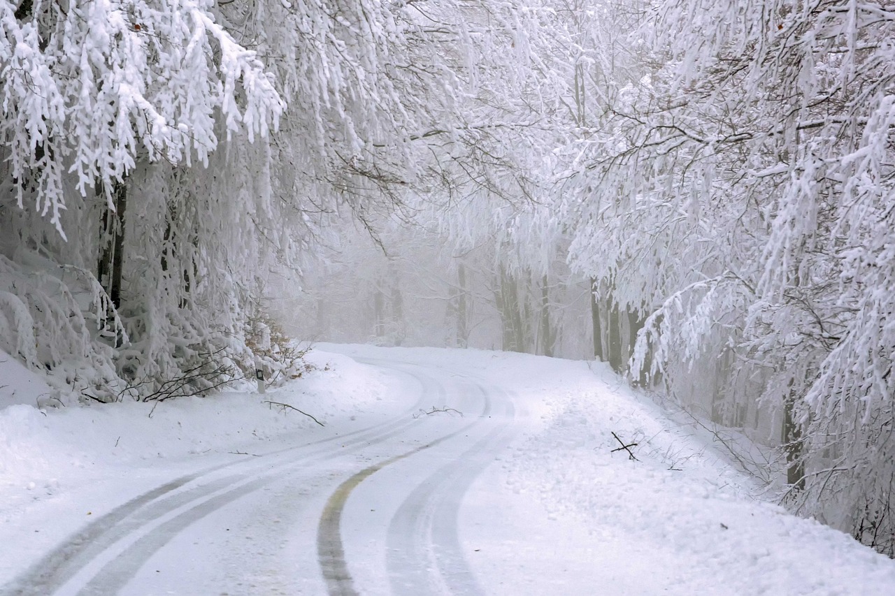 road, trees, snow